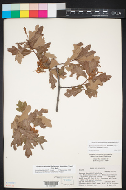 Quercus sinuata image