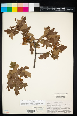 Quercus sinuata var. breviloba image