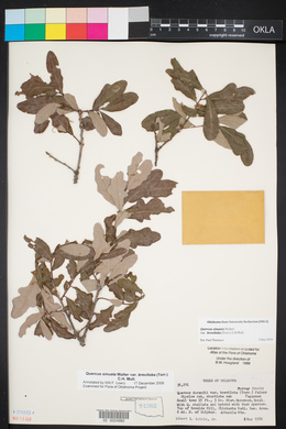 Quercus sinuata image