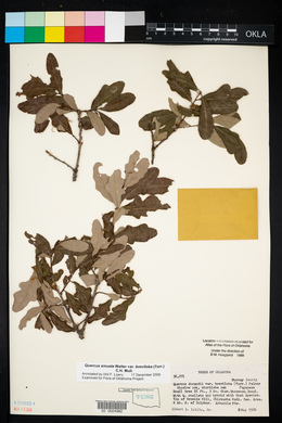 Quercus sinuata image