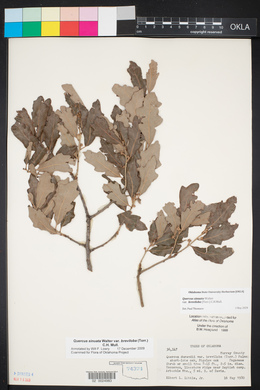 Quercus sinuata var. breviloba image