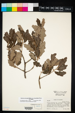 Quercus sinuata image