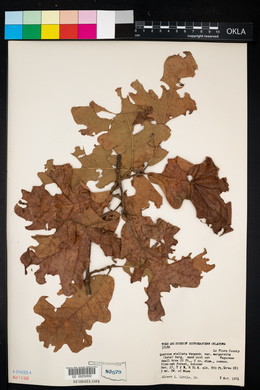 Quercus margaretta image