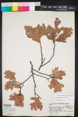 Quercus margarettae image