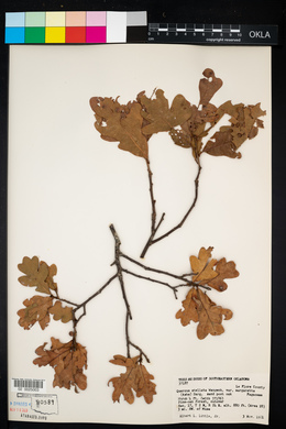 Quercus margarettae image