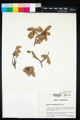 Quercus turbinella image