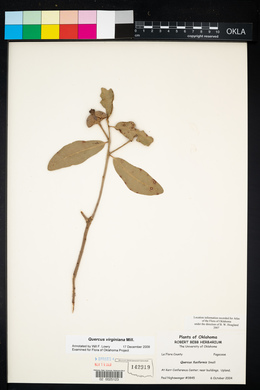 Quercus virginiana image