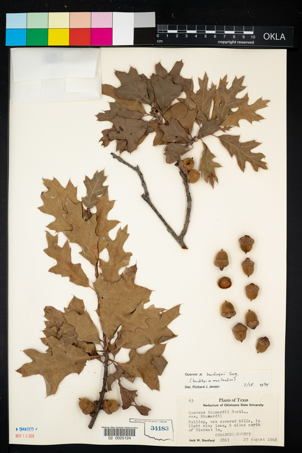 Quercus x hastingsii image