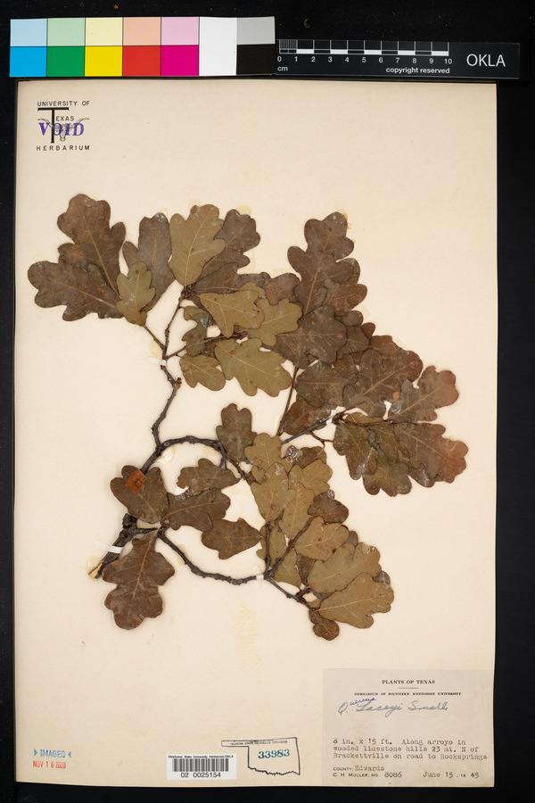 Quercus laceyi image