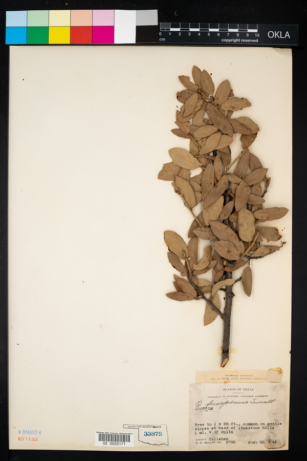 Quercus fusiformis image