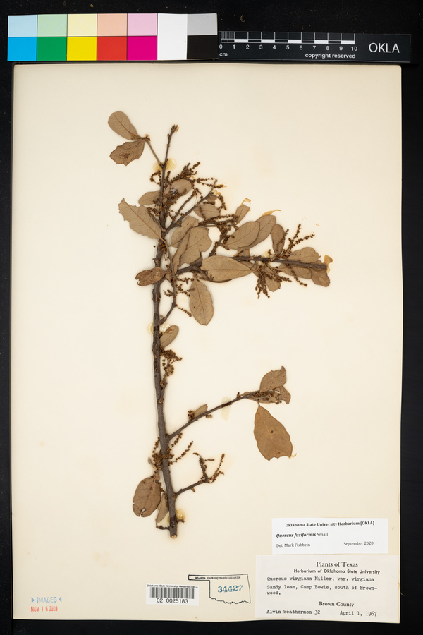 Quercus fusiformis image