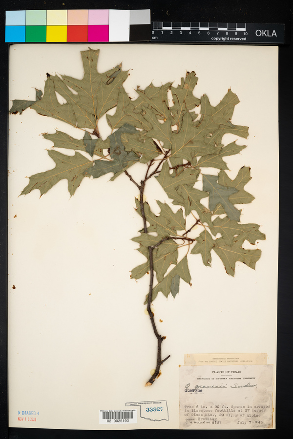 Quercus gravesii image