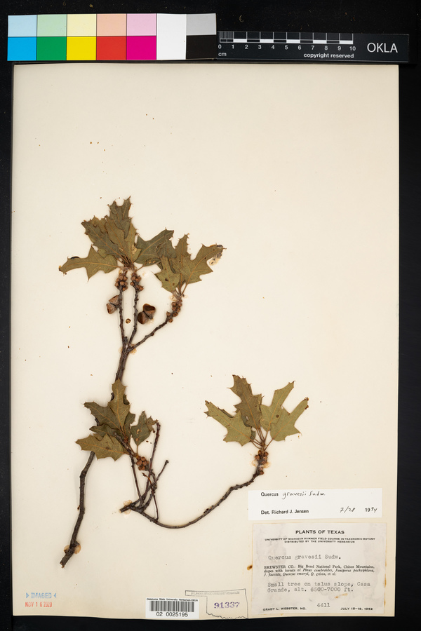 Quercus gravesii image