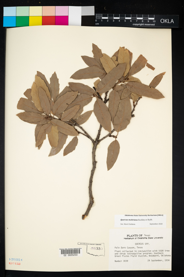 Quercus mohriana image