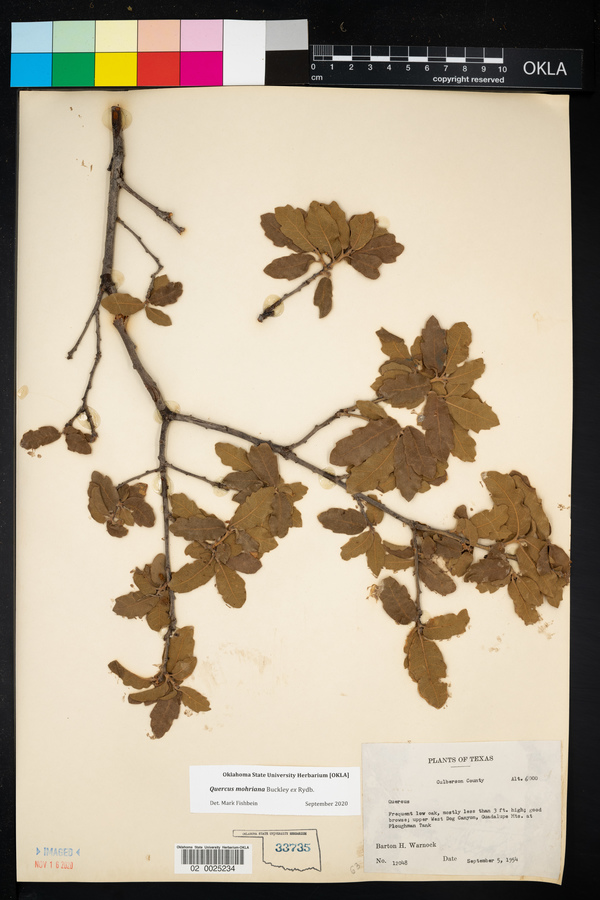 Quercus mohriana image