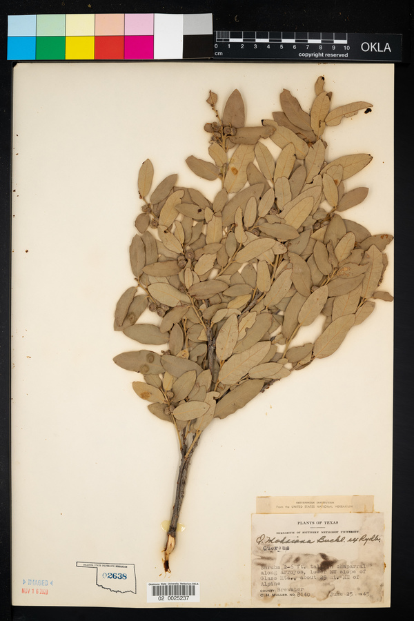 Quercus mohriana image
