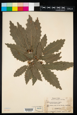 Image of Quercus muehlenbergii