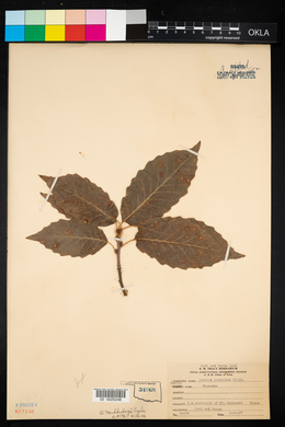 Quercus muhlenbergii image