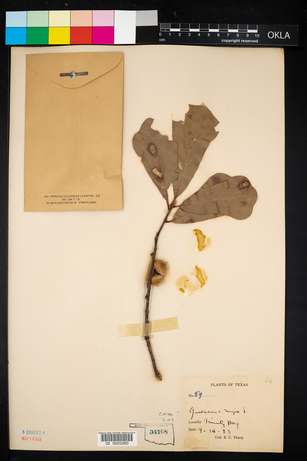 Quercus nigra image
