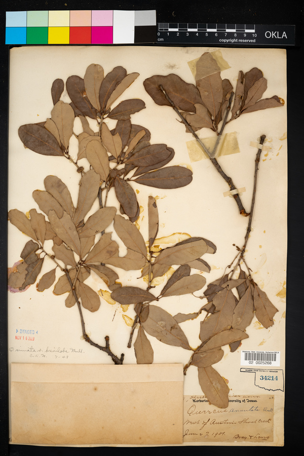 Quercus sinuata image
