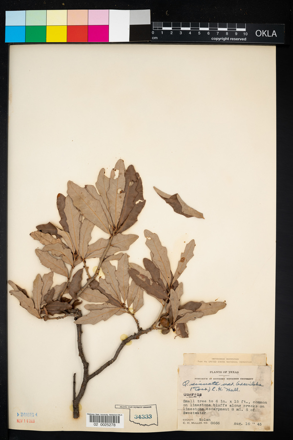 Quercus sinuata var. breviloba image