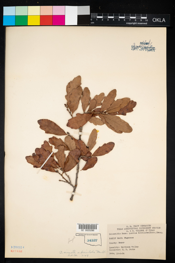 Quercus sinuata var. breviloba image