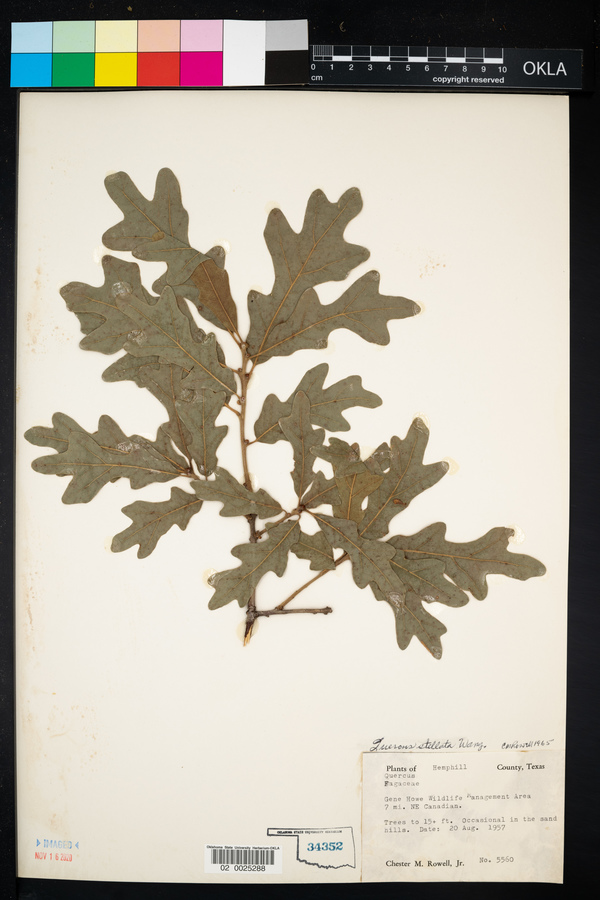 Quercus stellata image