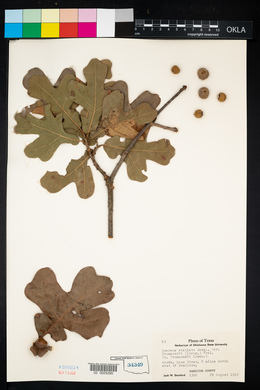 Quercus drummondii image