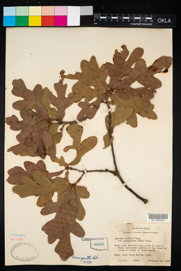 Quercus margarettae image