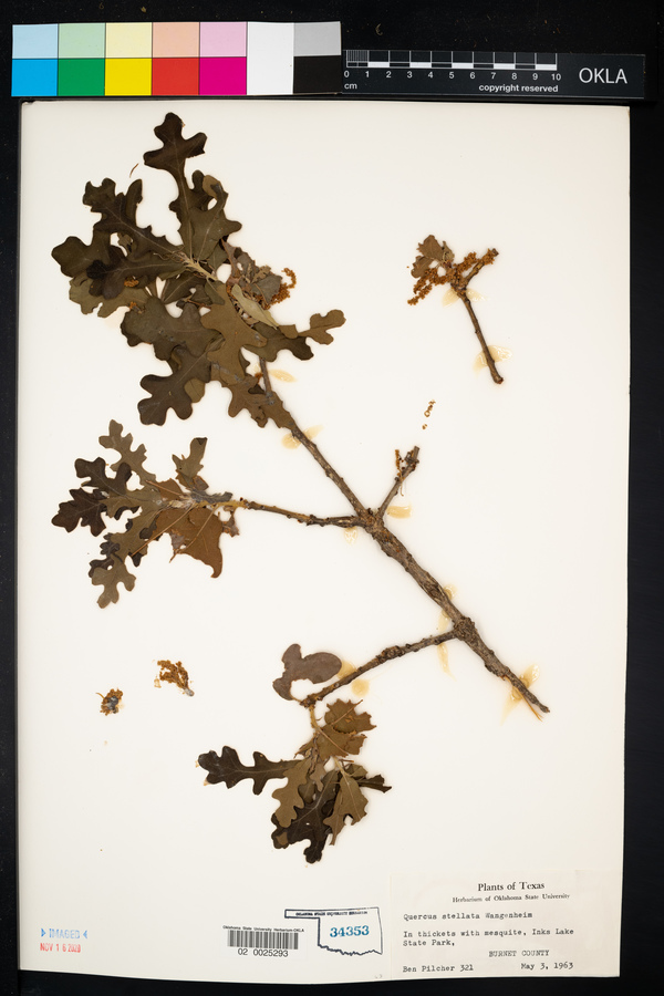 Quercus stellata image