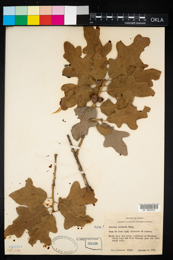 Quercus stellata image