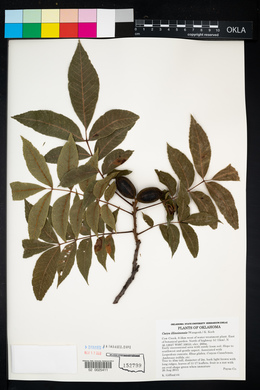 Carya illinoinensis image