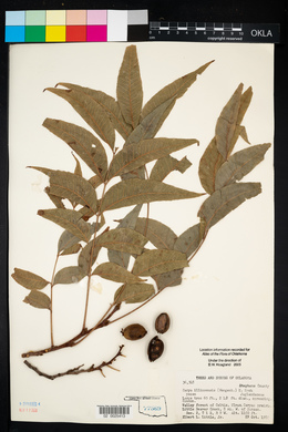 Carya illinoinensis image