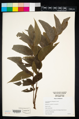 Carya illinoinensis image