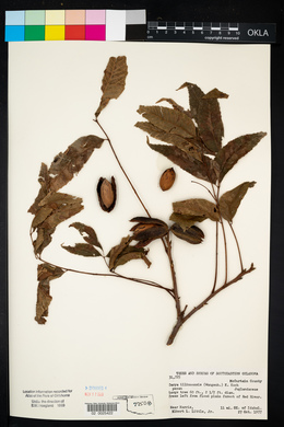 Carya illinoinensis image