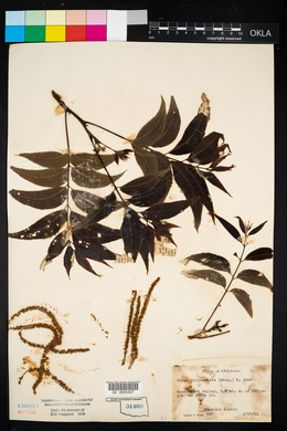 Carya illinoinensis image