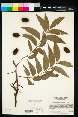 Carya illinoinensis image