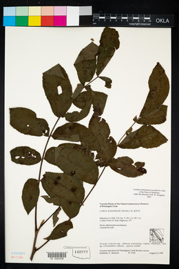 Carya illinoinensis image