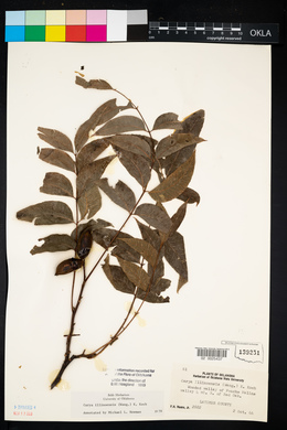 Carya illinoinensis image