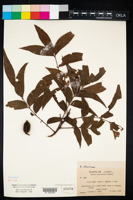 Carya illinoinensis image