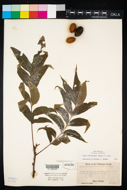 Carya illinoinensis image