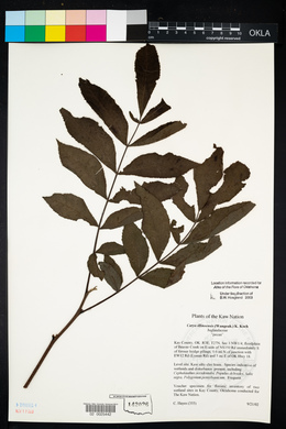 Carya illinoinensis image