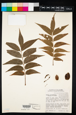 Carya illinoinensis image