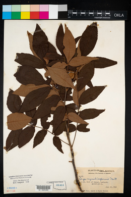 Carya myristiciformis image