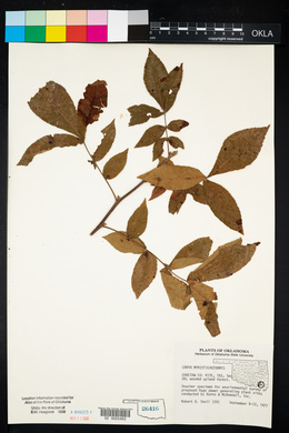 Carya myristiciformis image