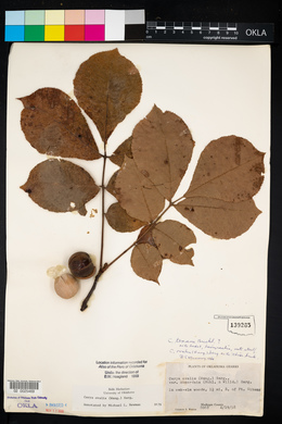 Carya ovalis image