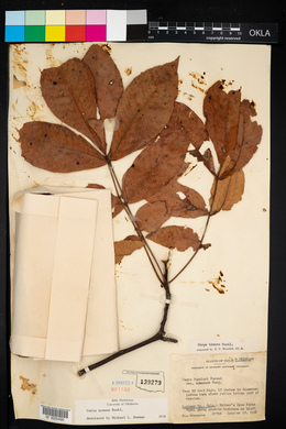 Carya texana image