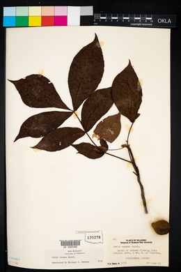 Carya texana image