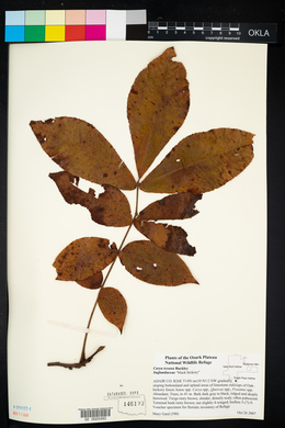 Carya texana image