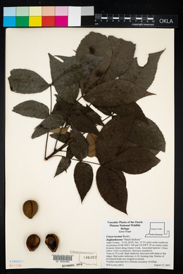Carya texana image